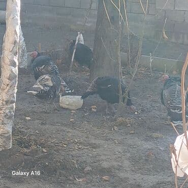 живая черепаха: Продаю | Индюшата | Бройлерная | На забой | Племенные — 2