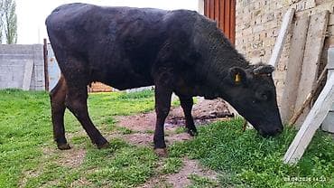кулак тай: Продаю | Бык (самец) | На откорм — 2