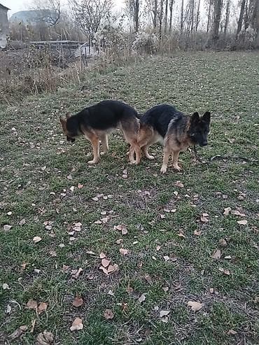 стаффордширский терьер цена: Немецкая овчарка, 2 месяца, Самка — 6