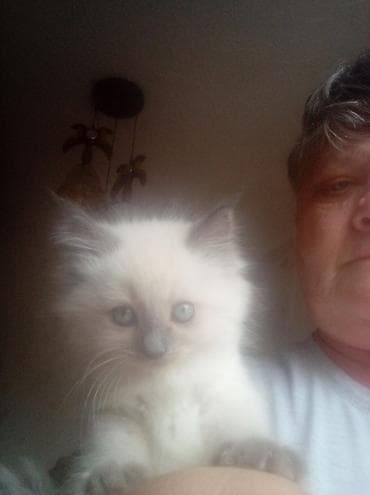 ангорские котята: Котята, белые с серыми отметинами (поинт), пушистая шерсть средней — 6