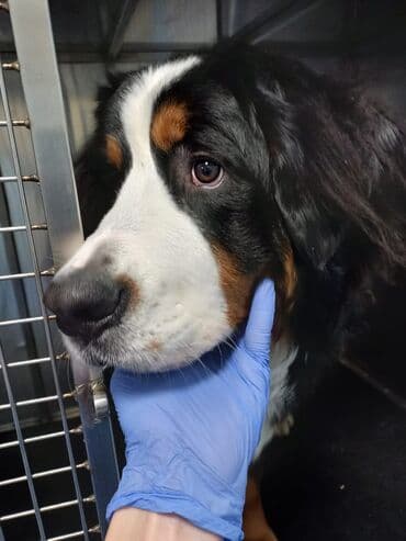 породистые собаки ищут дом: Ветеринарная cлужба для животных.🐱🐶 Вашему питомцу нужна забота и — 5