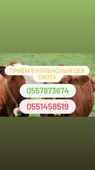 Куплю | Коровы, быки, Лошади, кони, Другие с/х животные | Круглосуточно, Любое состояние, Забитый