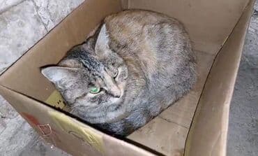 вязка кошки: Кошка даром: Британская короткошёрстная, Девочка — 9