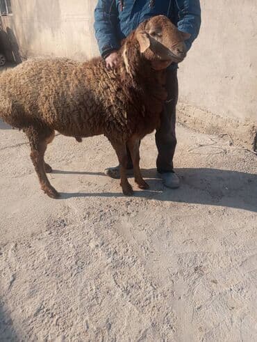 продаю в связи с переездом: Продаю | Баран (самец) | Для разведения | Племенные — 5