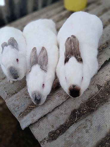 Продам с/х животных: Продаю | Крольчата | Декоративная | На забой | Племенные — 4