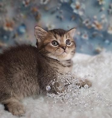 Скотиш Страйт (Шотландская прямоухая), 2 месяца, Мальчик, Приучена к лотку, Проглистована