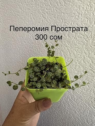 Каланхоэ: Укорененные черенки. 8мкр — 2