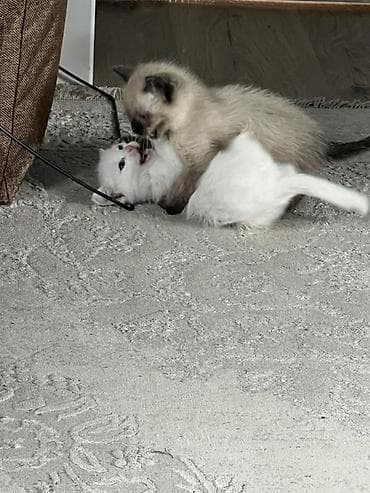 швейцарская кошка: Кошка даром: Сиамская, 2 месяца, Девочка, Приучена к лотку — 1