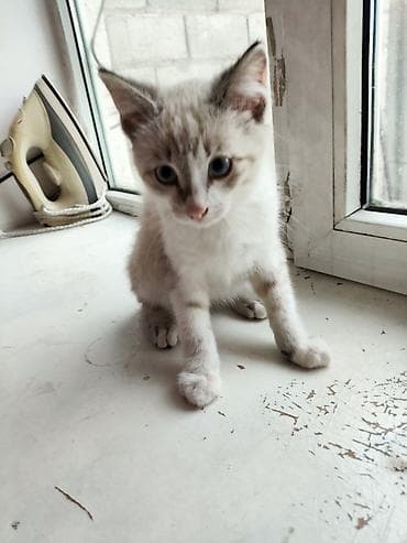 щенок дворняжка: Кошка даром: Беспородная, 3 месяца, Мальчик, Приучена к лотку, Проглистована — 1