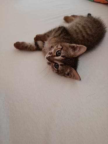 наполнитель кошачий: Котёнок, полосатый табби. Описание: Отдадим в добрые руки! - Окрас — 5