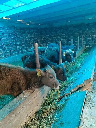 голштин телка: Продаю | Тёлка | На откорм — 2