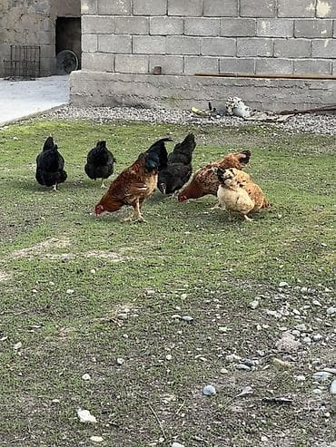 клетки для перепелки: Продаю | Куры | Домашняя | Для разведения — 2