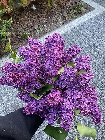 пионы на срез: 💜 Сирень, от которой невозможно оторваться 💜 Тот самый аромат весны — 3