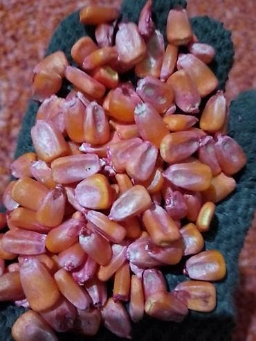 кальций для животных: Семена кукурузы, фасованные в мешки по 25 кг. 80 сом - Тип: зерно — 7