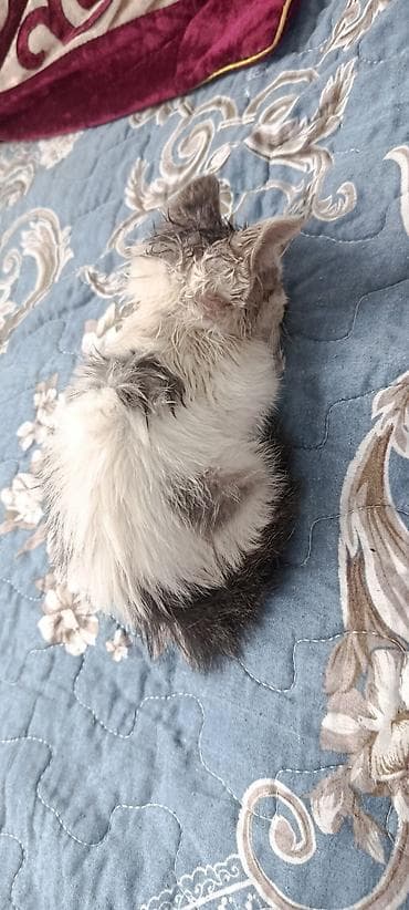 кошки г ош: Кошка даром: Беспородная, 1 месяц, Мальчик, Приучена к лотку — 3