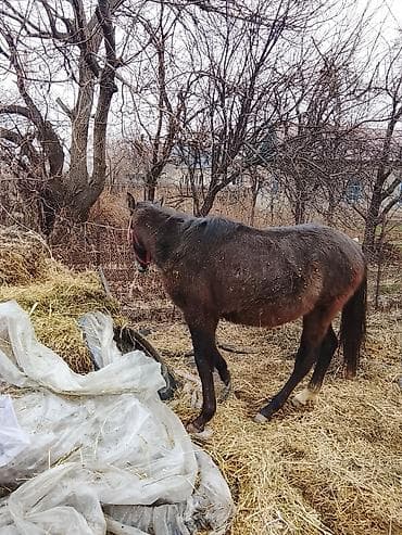 кой кыркан апарат: Продаю | Жеребенок | Для разведения — 1