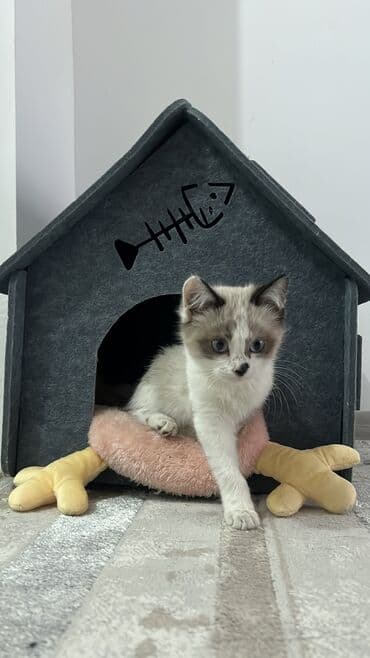 кошка продаю: Сиамская, 3 месяца, Девочка, Приучена к лотку — 2