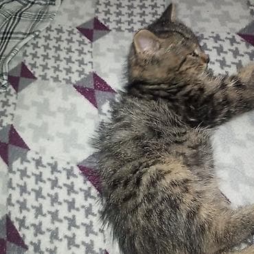 фри пир: Кошка даром: Беспородная, 3 месяца, Мальчик, Приучена к лотку, Проглистована — 6