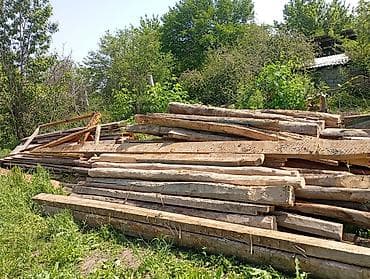 Лес кругляк: Хвоя — 2