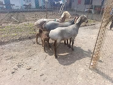 орёл завира: Продаю | Овца (самка) | Для разведения | Матка — 1