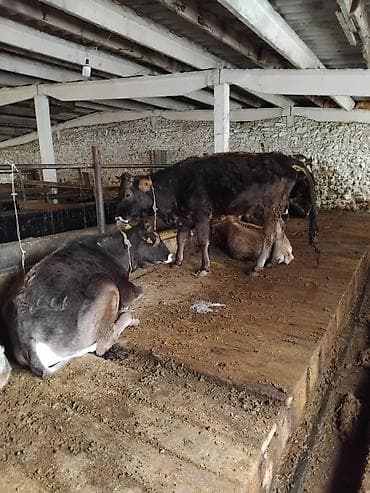 сколько стоит тайская кошка: Продаю | Тёлка — 1