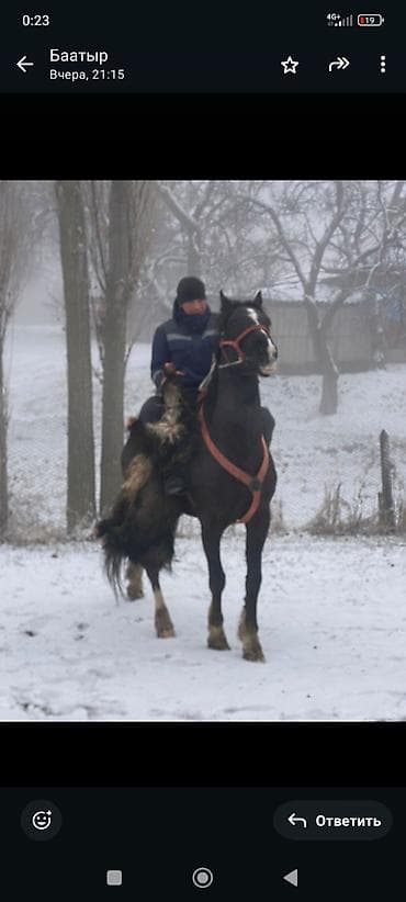 Башка жаныбарлар: Сатам | Бээ (ургаачы) | Жумушка — 4