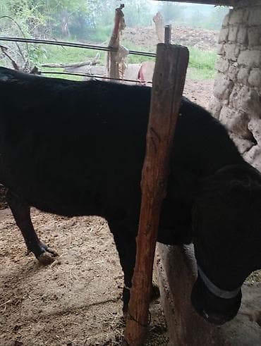 кальций для кур: Продаю | Корова (самка) | Для молока | Привязанные — 1