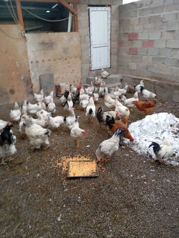купить бычков оптом: Продаю | Куры | Домашняя | Для разведения — 6