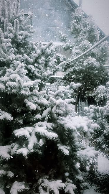 ros: Голубой ель Высота 3м-4м цена договорная — 1