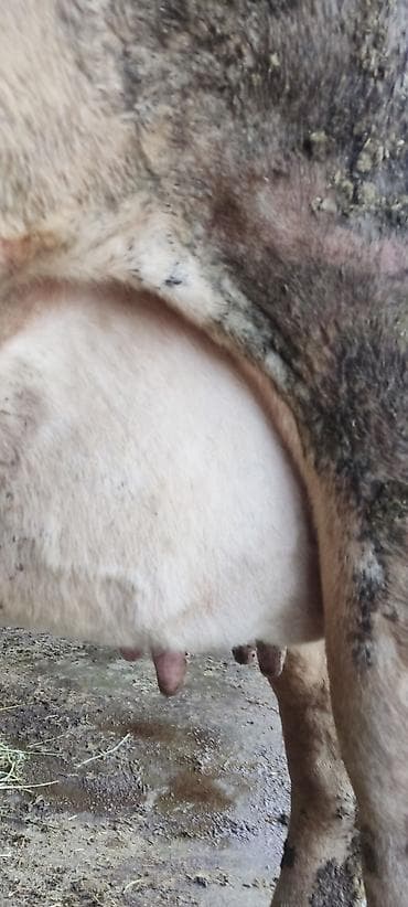 собаки сокулук: Сатам | Уй (ургаачы) | Голштин | Сүт алуу үчүн | Байланган — 5