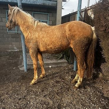 Продаю | Кобыла (самка) | Кара Жорго | На забой, Для разведения | Племенные