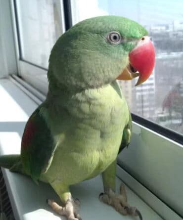 домик для волнистых попугаев: Александрийские попугаи хорошо приручаются к рукам а так же к — 5