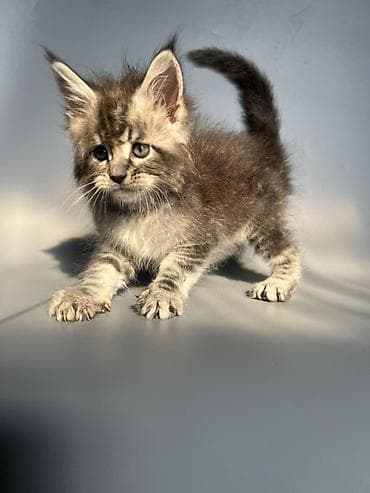 шотландские вислоухие котята: 🐾 ЭЛИТНЫЕ КОТЯТА МЕЙН-КУН 🐾 с полным пакетом документов — 9