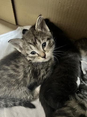 Продажа кошек: Котята, помёт разноокрашенный. - Возраст: примерно 4–6 недель (на — 6