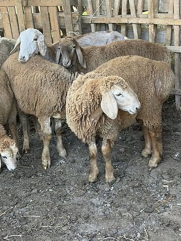 ат баши: Продаю | Овца (самка) | Для разведения — 6