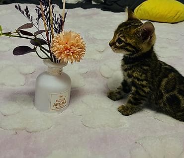 бингальская кошка: ✨ Роскошные бенгальские котята ищут любящий дом ✨ Предлагаются к — 6