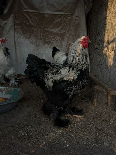 яицо страуса: Петушки Брама 9 мес — 7