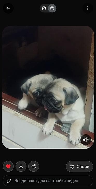 Мопс, 2 месяца, Самец