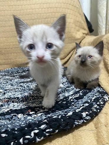 продаю сфинкса: В Продаже Породные котята окраса колор-пойнт (сиамоидного типа) — 4