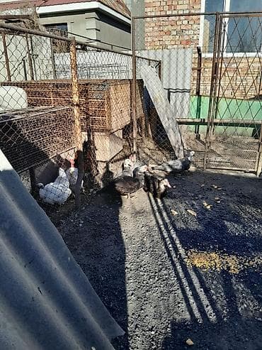 дикий голуб: Мускусные утки (индоутки), разноцветное поголовье. - Порода — 5