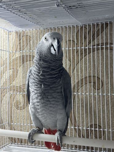 самые игровые голуби: Попугаи крупные, ручные.на. заказ. привизем. идиялных. ручные. 1) — 2