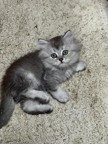 уй сатып алам бишкек: 2 айлык, Ургаачы, Күмүш өңдүү шиншилла, Лотокко барууга үйрөтүлгөн — 3