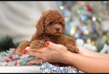 Вязка собак: 2 месяца, Самка — 1