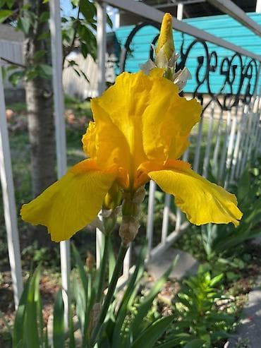 тай полукровка: Разновидности ирисов — 4