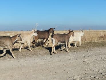 сколько стоит коза дойная купить: Продаю | Коза (самка) | На забой, Для молока — 7