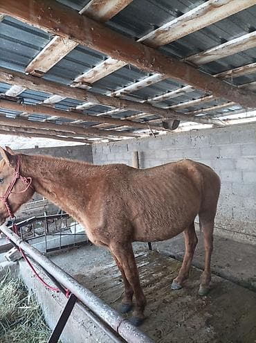 Продаю | Кобыла (самка) | Полукровка | Рабочий | Племенные