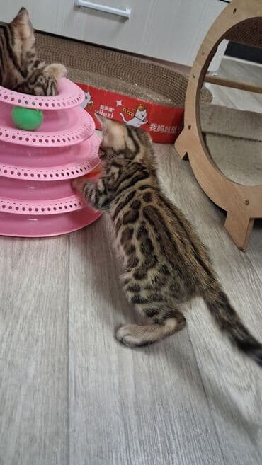 собака булдок: Бенгал, 2 айлык, Ургаачы, Лотокко барууга үйрөтүлгөн, Курттардан тазаланган, Документтери менен — 7