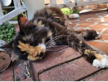 4 месяца, Мальчик, Черепаховый at lalafo.kg 4 месяца, Мальчик, Черепаховый