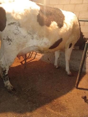 карову: Продаю | Корова (самка) | Голштин | Для молока | Привязанные — 2