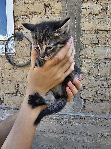 Продажа кошек: Котята, помет из 5 малышей. Особенности: - Окрас на выбор: чёрный — 3